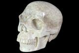 Realistic, Polished Fossil Coral Skull #116690-4